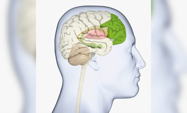 O diagrama do cérebro humano mostrado de lado mostra o lobo frontal destacado em verde